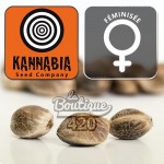 Feminisierte Russian Doll Cannabissamen von Kannabia Seeds, Sativa-Hybrid mit einzigartigen holzigen Aromen
