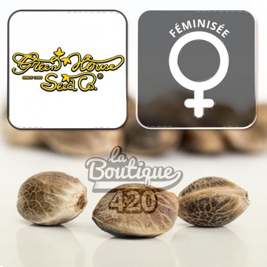 Feminisierte King's Kush Samen von Green House Seeds, premium Indica mit fruchtigen Aromen