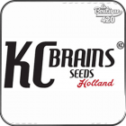 Kc Brains