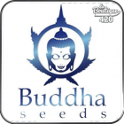 Buddha Seeds