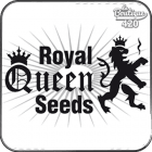 Royal Queen Seeds