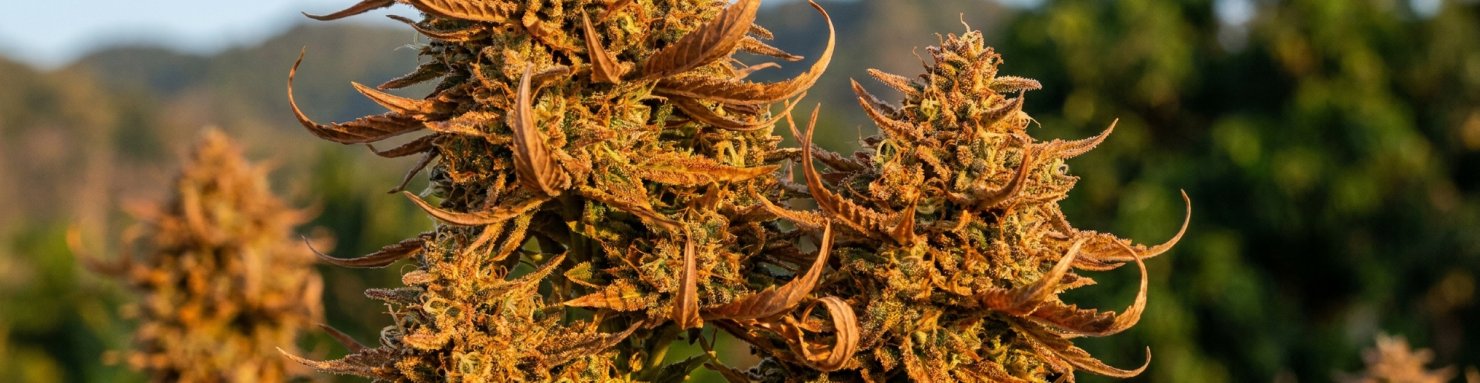 Acapulco Gold profil génétique landrace sativa mexicaine inflorescence dorée trichomes