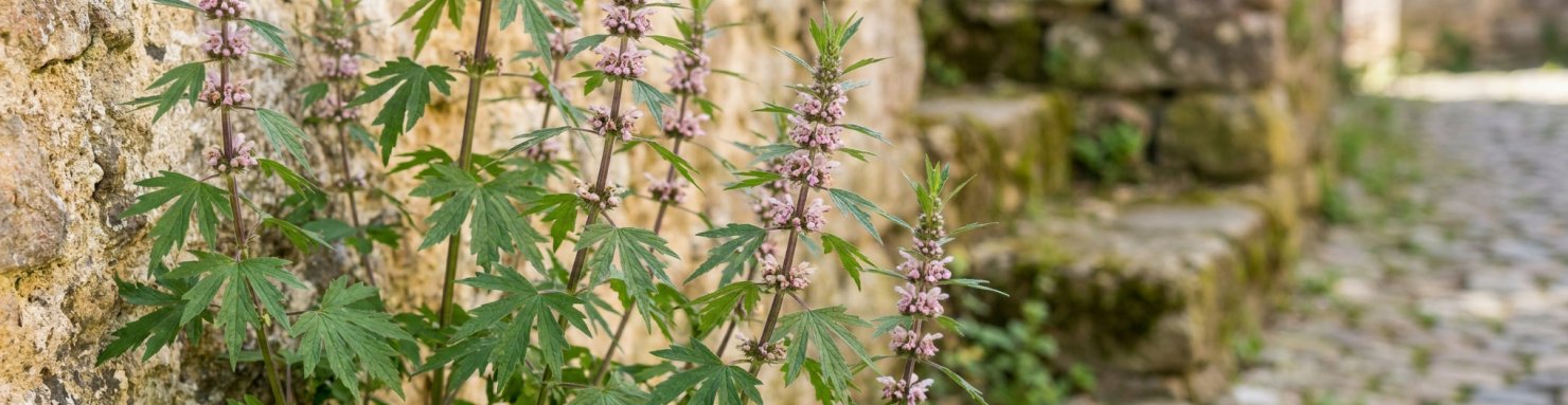 Agripaume (Leonurus cardiaca) en fleurs au pied d'un vieux mur, feuilles palmées et verticilles roses