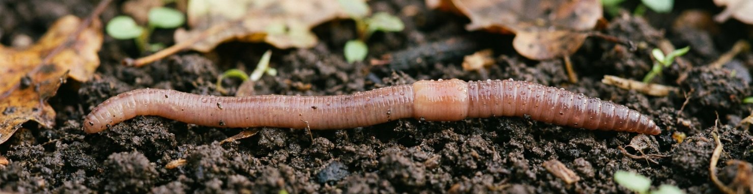 Lombric commun posé sur une terre de jardin humide et sombre