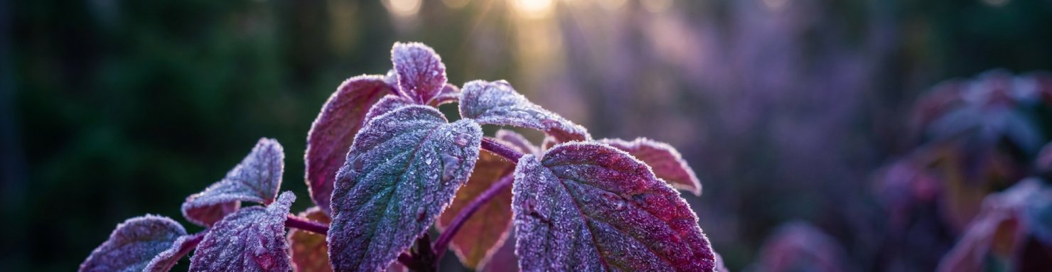 Pigments anthocyanes responsables de la couleur violette du cannabis