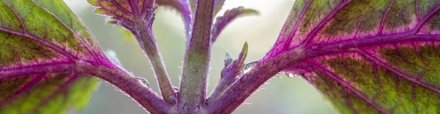 Anthocyanes colorant les tiges et les feuilles du cannabis en pourpre