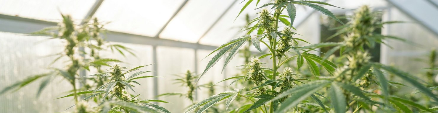 Plants de chanvre en fleurs dans une serre lumineuse, illustrant la diversité génétique entre THC et CBD