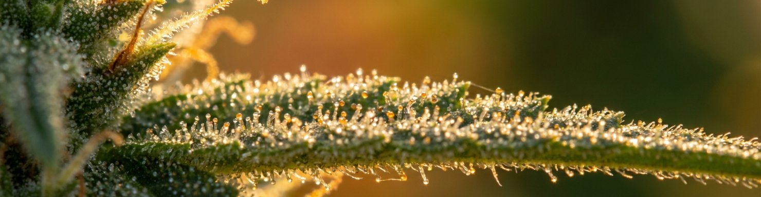 Trichomes glandulaires produisant les terpènes du cannabis