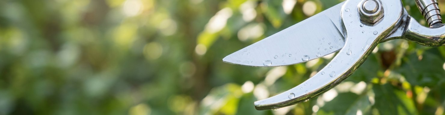 Lame de sécateur propre en acier poli après désinfection