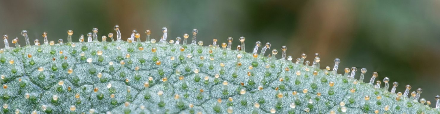 Trichomes glandulaires où s'effectue la biosynthèse du bornéol