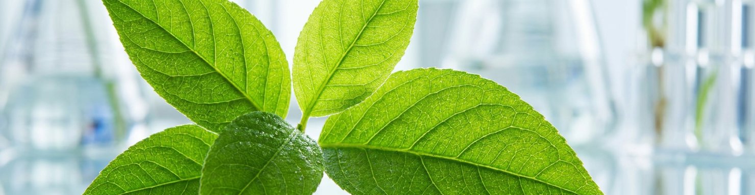 Feuilles vertes évoquant la biosynthèse des cannabinoïdes de l'Helichrysum umbraculigerum