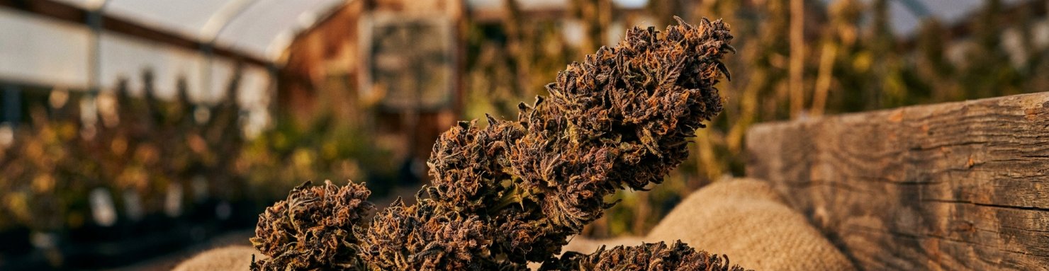 Lignée Biscotti Zkittlez héritage Cookies et Original Z californien