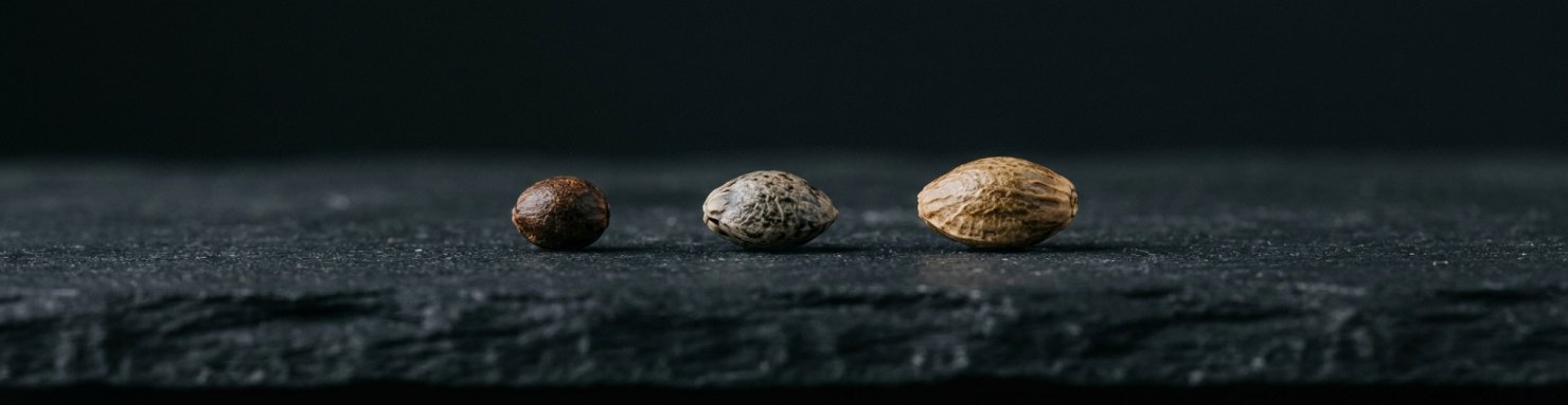 Variantes Blue Cheese : déclinaisons féminisée, autofloraison et CBD