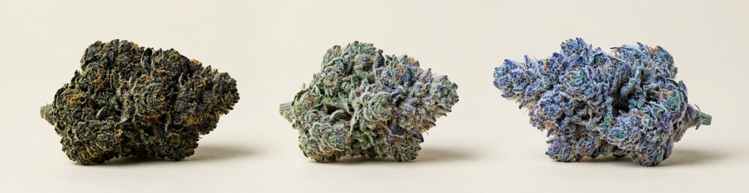 Phénotypes Blue Cream : trois expressions génétiques de l'hybride cannabis
