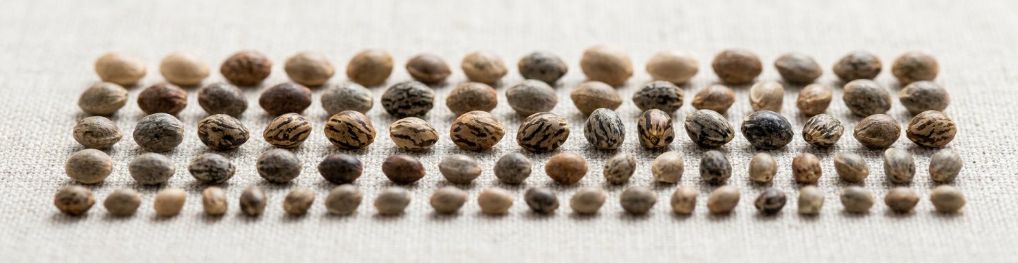 Diversité génétique des variétés Bodhi Seeds, graines de collection