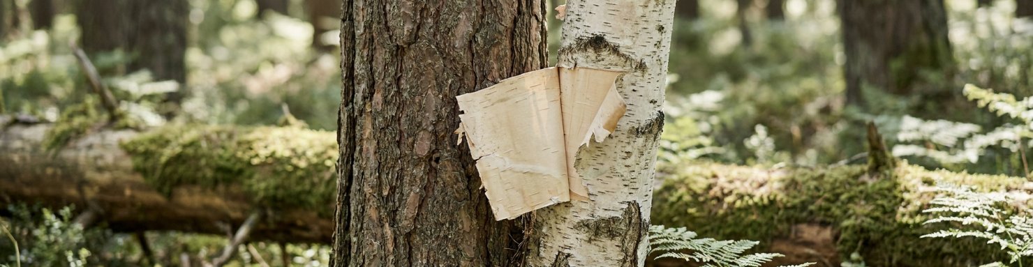 Cambium visible sous l'écorce d'arbres en forêt, pin et bouleau