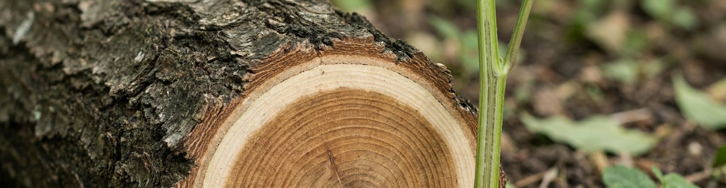 Coupe de tronc montrant l'écorce, le cambium et les cernes de croissance du bois