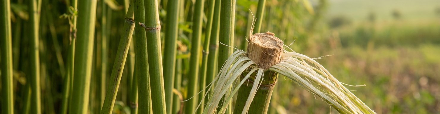 Tige de chanvre coupée révélant la chènevotte et les fibres issues du cambium