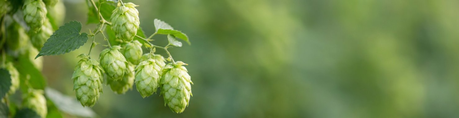 Cônes de houblon, cousin botanique du cannabis dans la famille des Cannabaceae