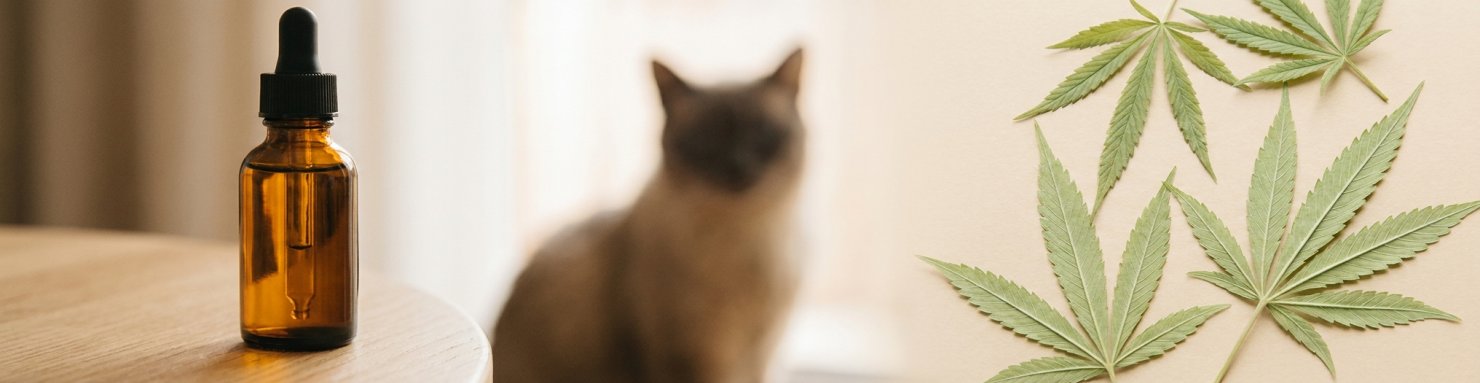 Flacon d'huile de CBD à côté de feuilles de chanvre, illustrant la différence entre cannabis et CBD pour le chat