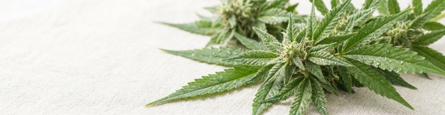 Cannabis cru et THCA, feuilles de chanvre fraîches non psychotropes