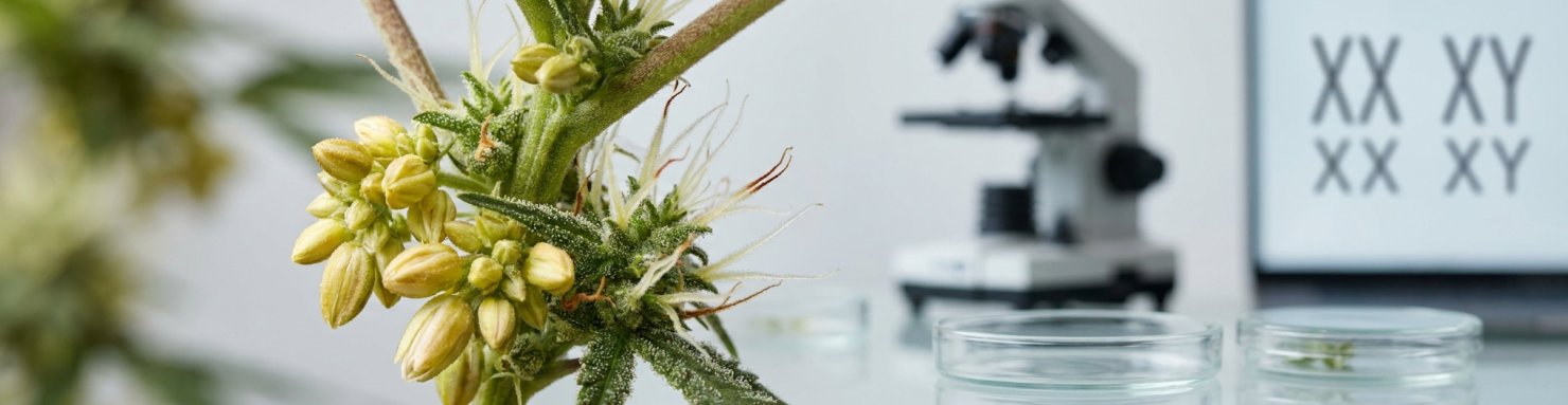 Cannabis hermaphrodite : plante portant simultanément des sacs polliniques mâles et des pistils femelles sur la même branche, illustration botanique