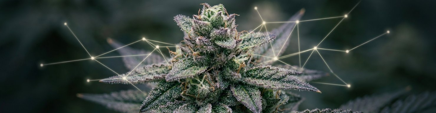 Cap Junky : lignée génétique issue d'Alien Cookies et Kush Mints