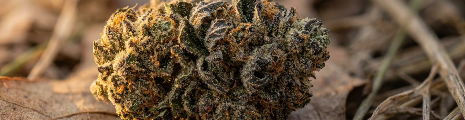 Variétés cannabis OG Kush, Cookies et Chemdawg riches en caryophyllène