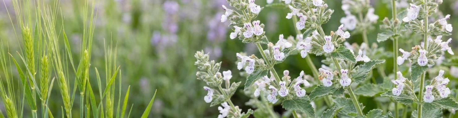Cataire Nepeta cataria et graminees jeunes pousses cote a cote pour illustrer la difference entre herbe a chat et herbe aux chats