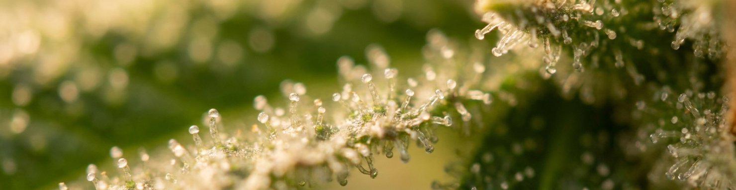 CBGa precurseur des voies de biosynthese THCa CBDa CBCa - cannabinoides acides