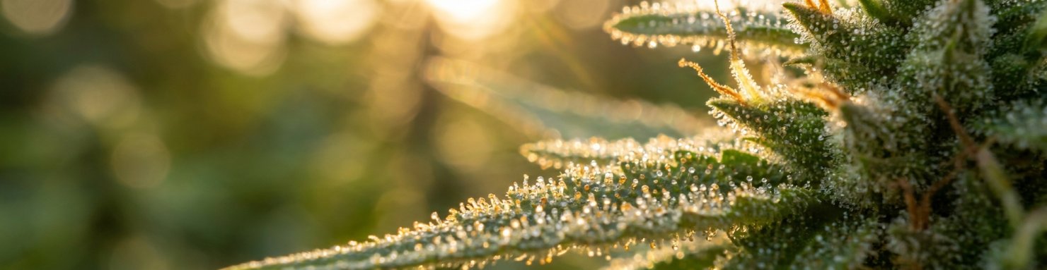 Résine et trichomes du cannabis sous la lumière, là où se forme le cannabicyclol