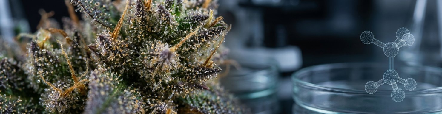 Chiralité des cannabinoïdes : carbone asymétrique et configuration absolue du CBD