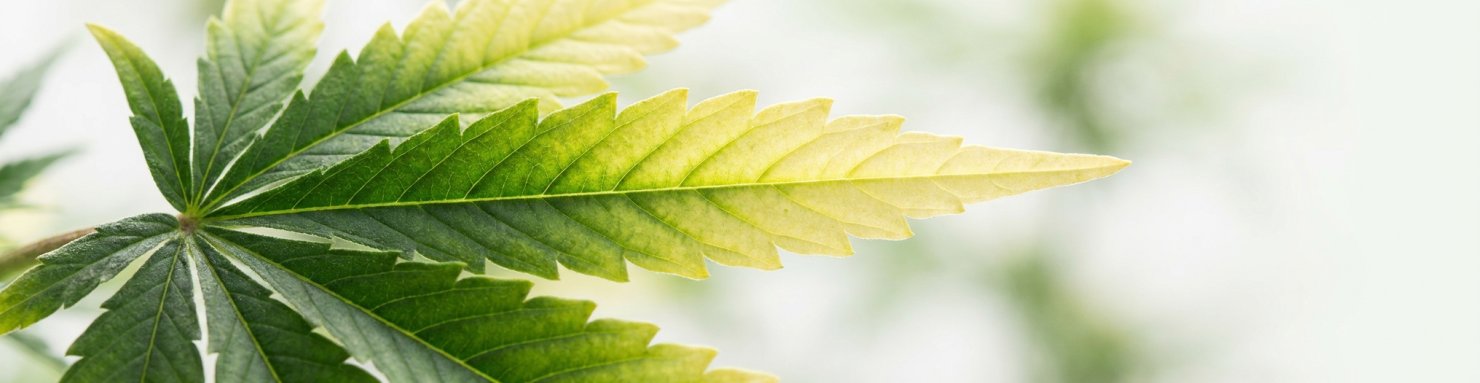 Feuille de cannabis passant du vert au jaune, illustrant la perte de chlorophylle liée à la chlorose