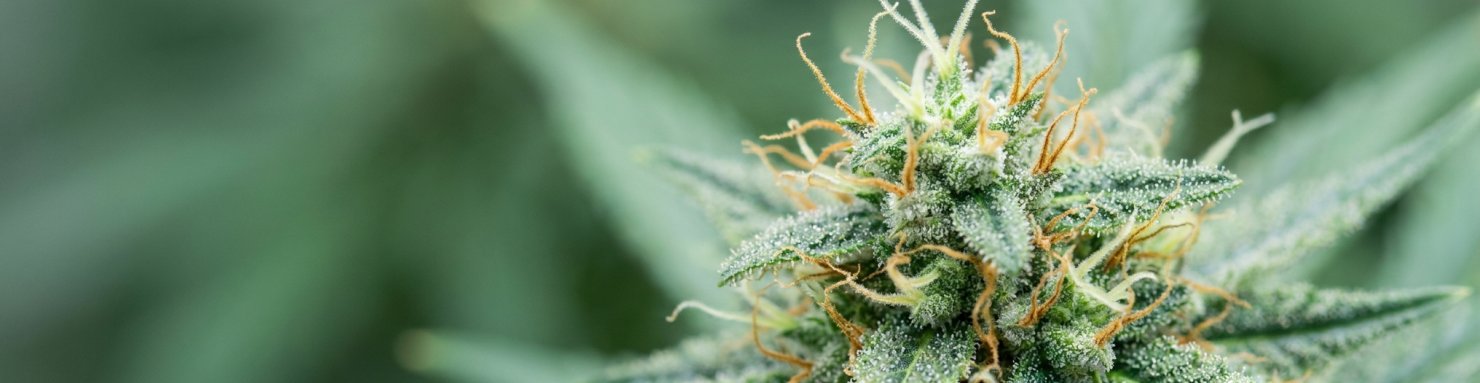 Fleur sativa résineuse illustrant le profil botanique de la Cinderella 99