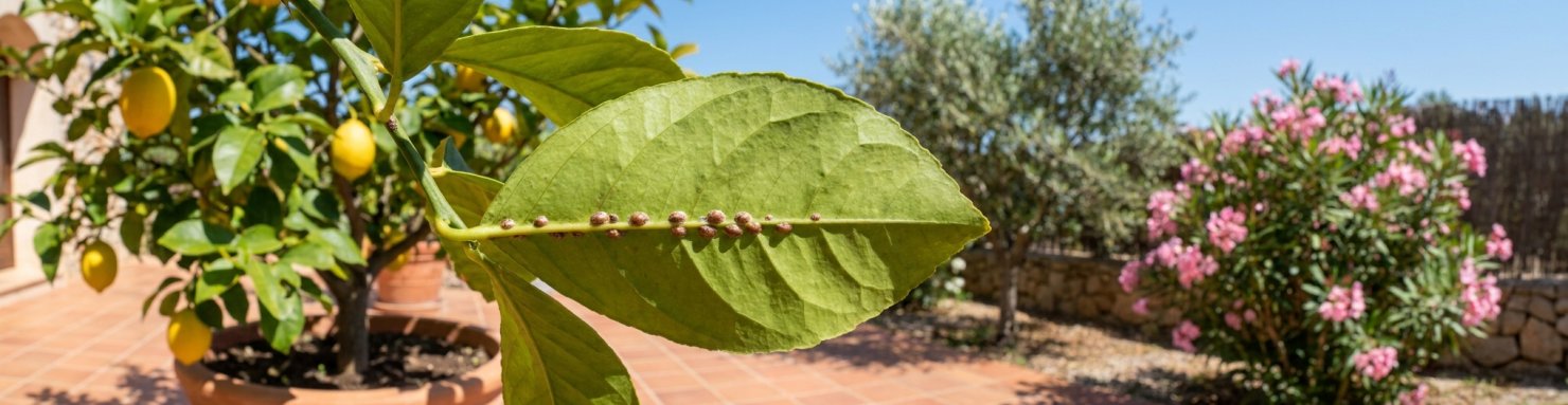 Cochenilles à carapace le long de la nervure d'une feuille de citronnier en pot
