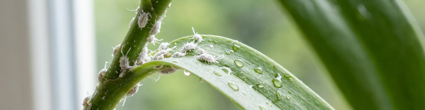 Cochenille farineuse formant des amas blancs cotonneux sur la tige et la feuille d'une plante d'intérieur