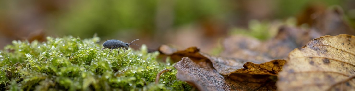 Collembole gris posé sur une mousse humide au sol d'une forêt