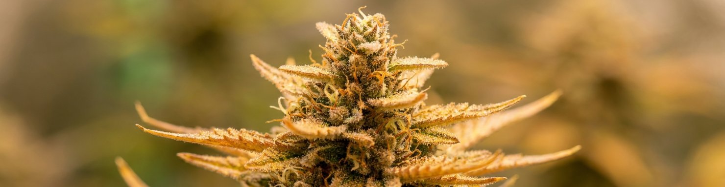 Fleur dorée et résineuse au profil botanique de la Colombian Gold