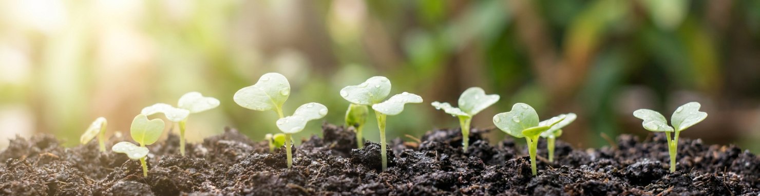 Jeunes plantules avec leurs deux cotylédons arrondis émergeant du sol