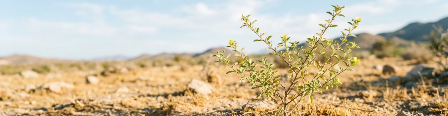 Damiana (Turnera diffusa), petit arbuste aromatique dans son habitat aride mexicain