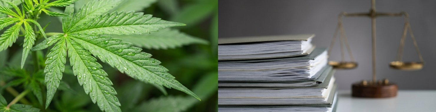 Debat reglementaire et filiere chanvre face aux cannabinoides semi-synthetiques