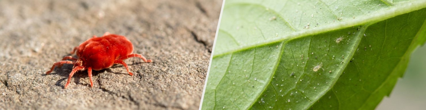 Différence entre araignée rouge des plantes, trombidion rouge sur terrasse et aoûtat