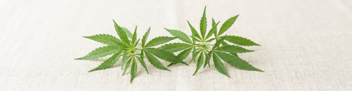 Comparaison botanique du THC et du CBD, deux profils de cannabis