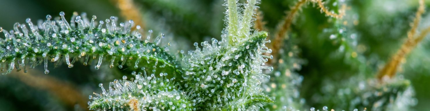 Trichomes de cannabis glandes résineuses à la loupe