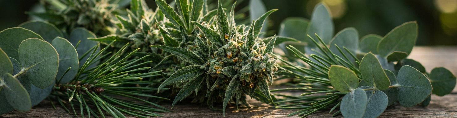 Génétique Dutch Treat Northern Lights x Haze, fleur résineuse parmi pin et eucalyptus
