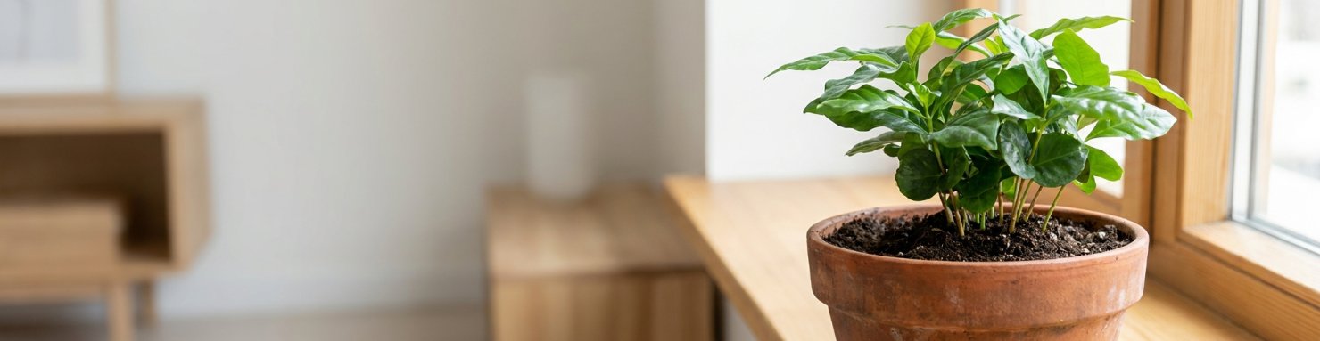 Plante en pot dans son terreau près d'une fenêtre, sensible à un arrosage à l'eau sucrée