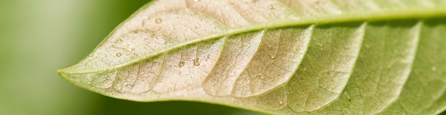 Dessous d'une feuille au reflet bronzé, signe caractéristique d'un tarsonème acarien bronzé