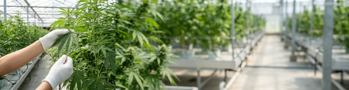 Mains gantées inspectant des plants de cannabis en serre, exposition professionnelle à l'allergène