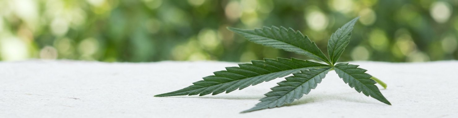 Feuille de cannabis palmée à folioles dentelées, signature botanique du chanvre
