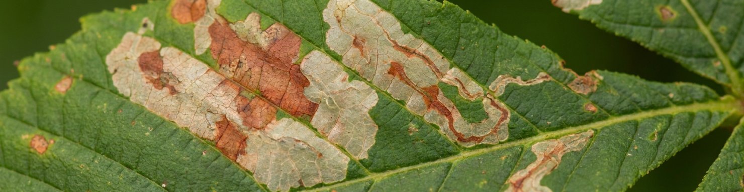 Feuilles de marronnier couvertes de galeries brunes creusées par la mineuse du marronnier